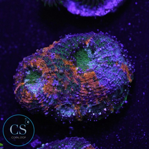 Bleeding apple acan - cs,