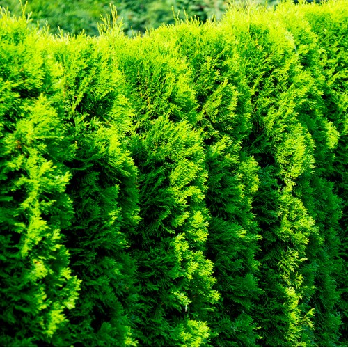 Western red cedar tree - 1,
