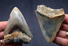 SALE..BEST VALUE  MEGALODON