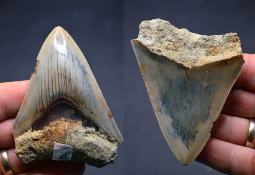 Sale best value - value, megalodon