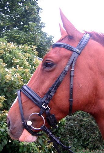Fss everyday bridle slimline - ,