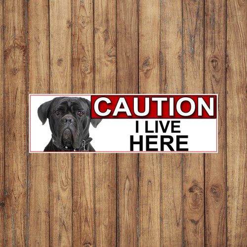 Cane corso caution - cane, live