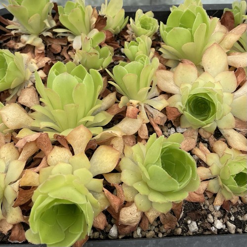 Aeonium glandulosum 3 one - aeonium,