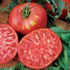 4x Tomato Brandywine Plug