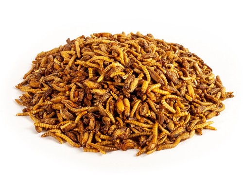 Crunchy critters edible - crunchy,