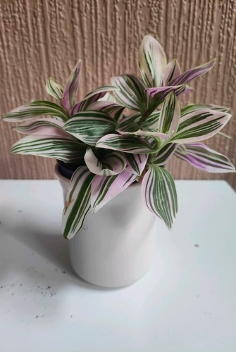 Tradedcantia nanouk cuttings - tradedcantia,