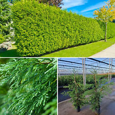 Leylandii Hedging Plant 4ft Evergreen Conifer Hardy Fast Growing Garden Hedge