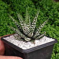 Haworthia Big Band 'Zebra