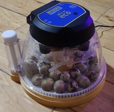 Brinsea Semi-AutoQuail Egg