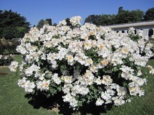 CLIMBING  ROSE  SALLY HOLMES