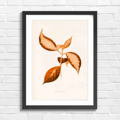Botanical graptophyllum green - botanical,