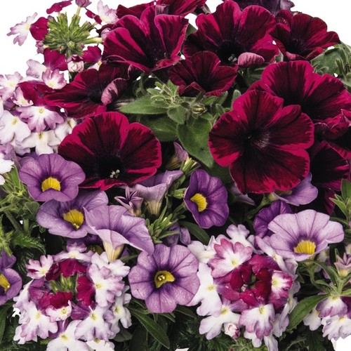 Trio shocking purple - trio,