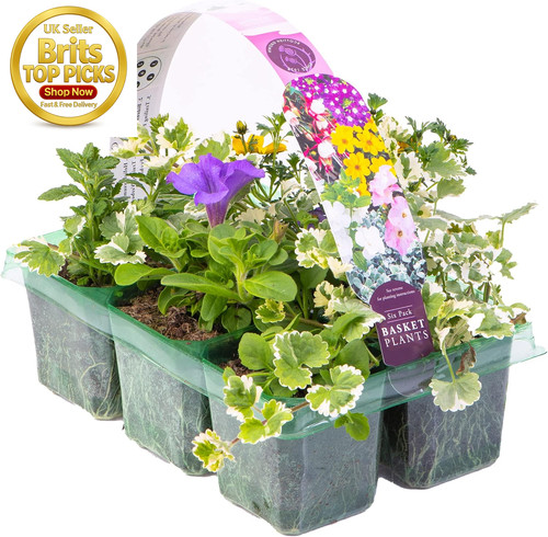 Beautiful mixed hanging basket - beautiful,