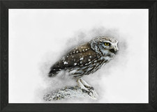 Little Owl Watercolor Framed