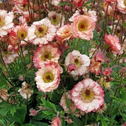 Geum collection different - collection, 5