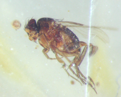 Pliocene amber kenya africa - pliocene,