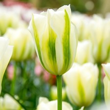 Tulip Spring Green Flower Bulbs