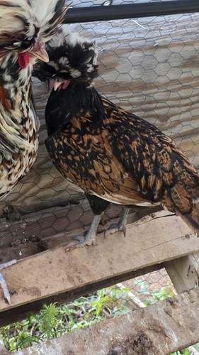 Polish hatching eggs - 6+,