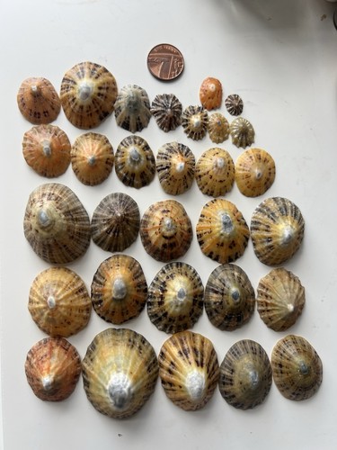 Limpet sea shells pcs - limpet,