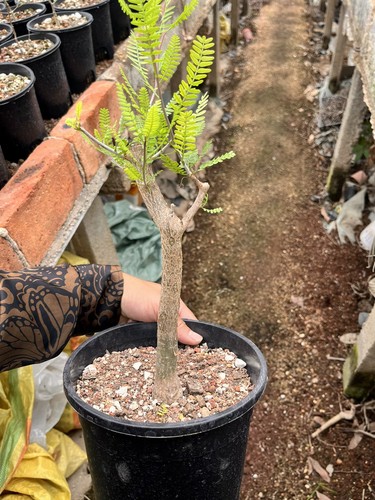 Rare live house plant - rare, bursera