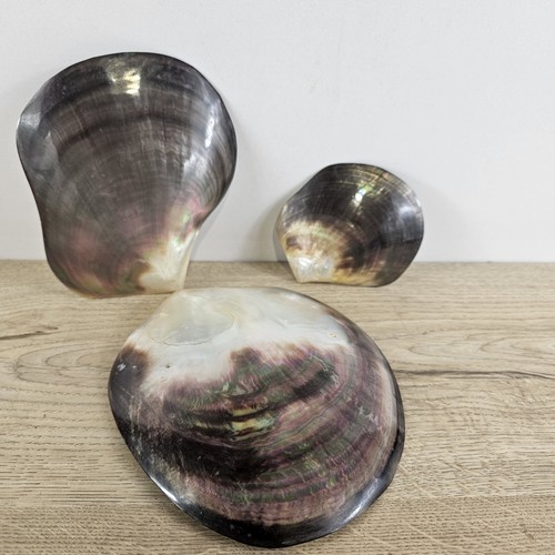 Natural half shell - 3,