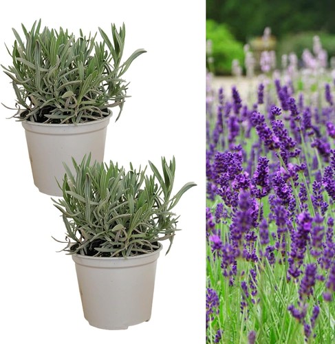 Carbeth plants english - carbeth,