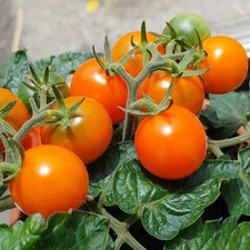 Heirloom Dwarf Tomatoes Orange