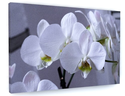 Stunning white orchid canvas - orchid,