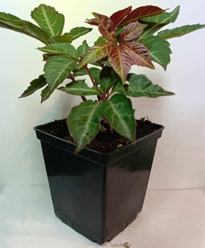 Parthenocissus henryana