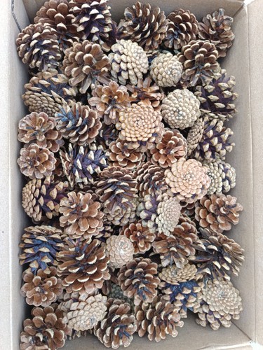 100 natural mixed size pine - +,