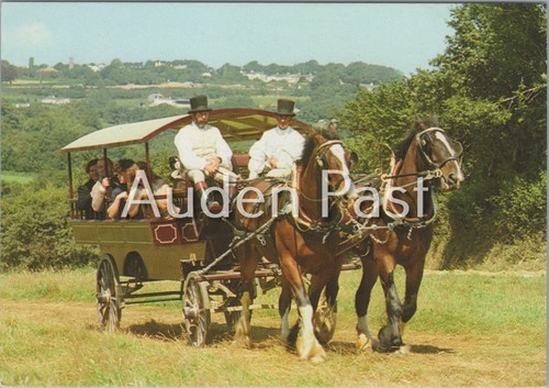 Morwellham quay shire horses - shire,