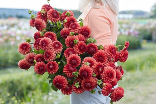 Dahlia tuber brown sugar - dahlia,