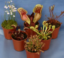 6 CARNIVOROUS PLANT COLLECTION: 3 Sarracenia, 2 Drosera Capensis & 1 Utricularia