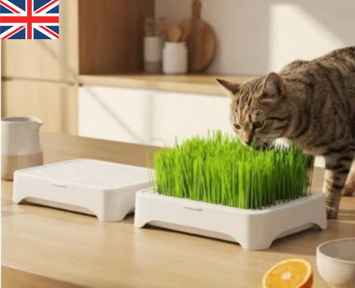 Cat grass growing kit - cat,