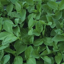 GREEN MANURE - FIELD BEAN (Maris Bead) - 1 KG