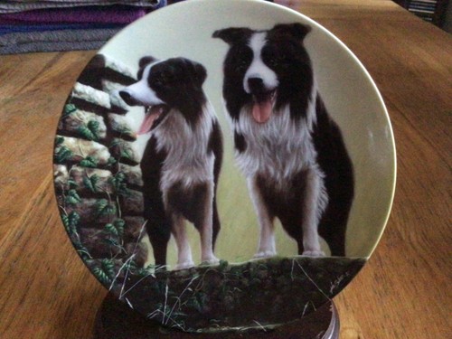 Border collie dog - border,