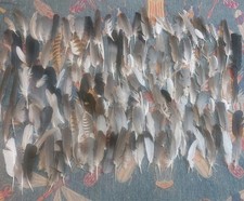 150 Smaller Feathers Natural Fallen Foraged Buzzard Magpie Pigeon Seagull UK 