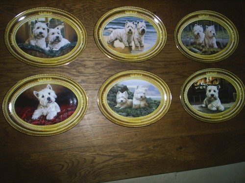 West highland terrier - 6,