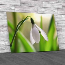 Closeup Snowdrop First Spring Bloom Canvas Print Large Picture Wall Art