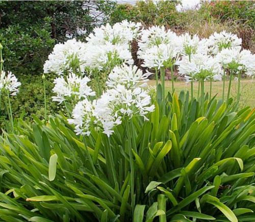 Agapanthus africanus white x - 1,