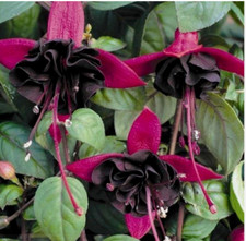 Fuchsia Plant Blackie 1 x 1