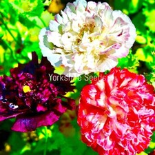 1200x Peony Poppy Double
