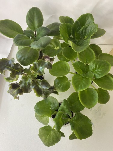 Set young plants - set, of