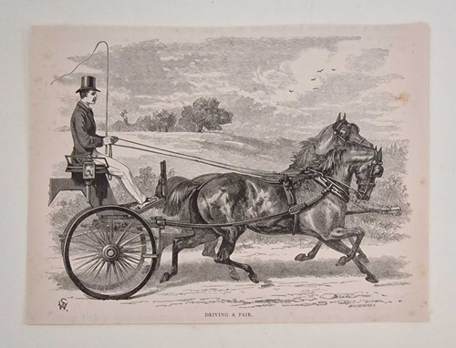 Sidney driving pair 1878 - a, (1878