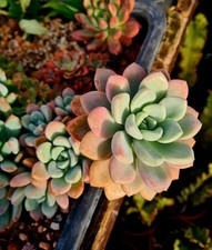 Echeveria Amore Party STEM