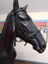 Black Shires Aviemore Raised Cavesson Bridle Cob Size CAL 2904