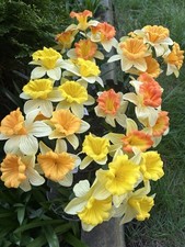 6x Daffodil Bushes Artificial Silk Flowers Spring Easter Yellow Daffodils Plants