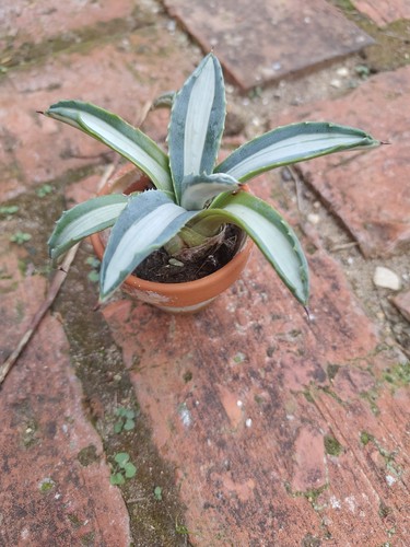 Agave americana mediopicta