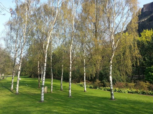 Silver birch trees - silver,
