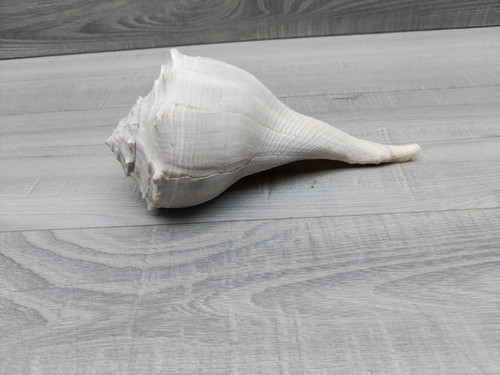 Large size knobbed whelk - whelk, shell